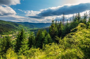 Güneşli bir günde güzel bir dağ ormanı. Yeşil çimenler ve köknar ağaçları olan yaz manzarası