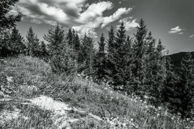 Ormandaki dağın güzel bir görüntüsü.