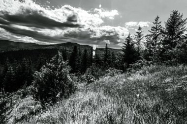 Dağlardaki bir ormanın üzerinde siyah beyaz bulutlar