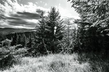 Ormandaki dağın siyah beyaz görüntüsü