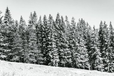 winter landscape with fir trees covered with snow