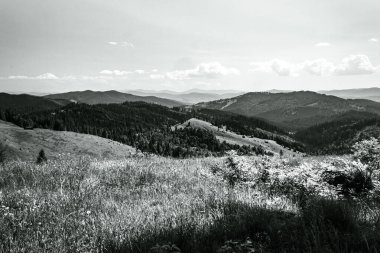 Dağların ve ormanın siyah beyaz fotoğrafı