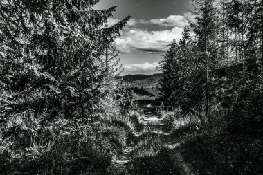 Gri tonda ağaçlar ve otlar.