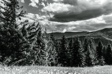 köknar ağaçlı siyah beyaz dağlar