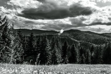 Tarladaki bir çam ağacının siyah beyaz fotoğrafı