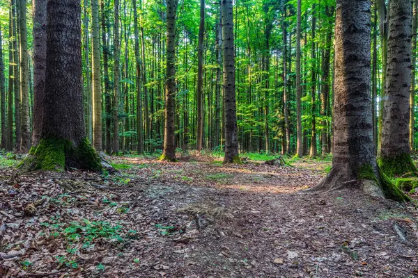 Sonbaharda ağaçlar ve yosunlarla dolu bir orman