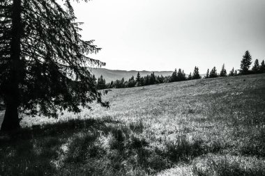 Ağaçlar ve ormanlarla dolu güzel bir manzara.