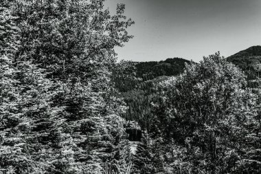 bir ağacın siyah beyaz görüntüsü