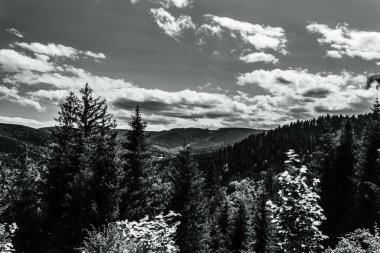 Ağaçlı bir dağ manzarasının siyah beyaz fotoğrafı.