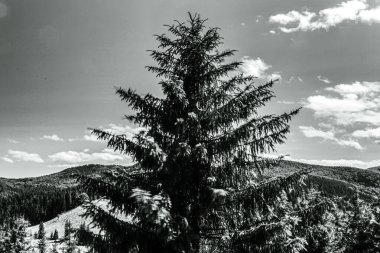 Kar ve ağaçlarla kaplı kış manzarası