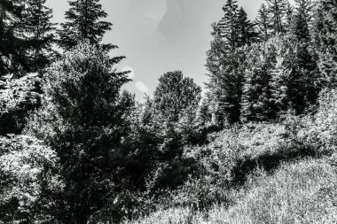 Ormandaki bir ağacın siyah beyaz resmi