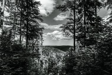 Yazın Ukrayna 'daki Karpatlar' ın güzel ormanları.