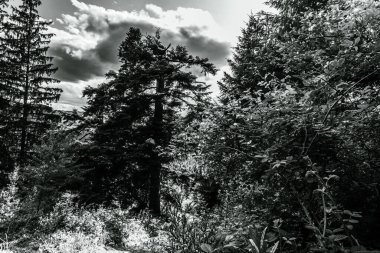 Ormanın siyah beyaz fotoğrafı.