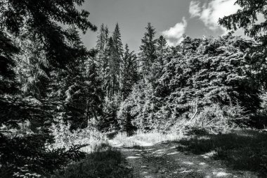 Ormandaki çam ağaçlarının siyah beyaz fotoğrafı