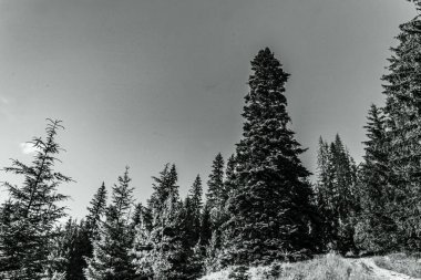 Dağlardaki ormanın güzel manzarası