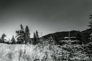 Arka planda ağaçlar ve otlarla dağların gri tonlu bir görüntüsü.