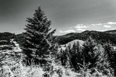 Ormanın ön tarafında ağaçlar olan siyah beyaz dağların güzel manzarası.