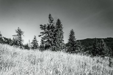 Dağları ve ormanı olan güzel bir manzara.