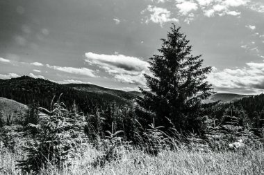 Ormanın güzel manzarası Dağ ve kara gökyüzü