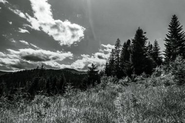 Ormanın siyah beyaz fotoğrafı.