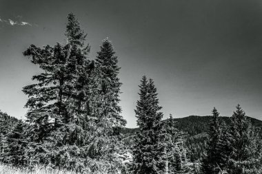 Ormandaki bir ağacın gri tonlu görüntüsü.