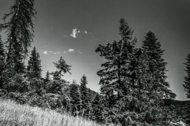 Ön planda siyah ve beyaz arkaplanı olan ağaçların dikey görüntüsü