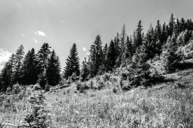 siyah beyaz manzara ağaçlar ile