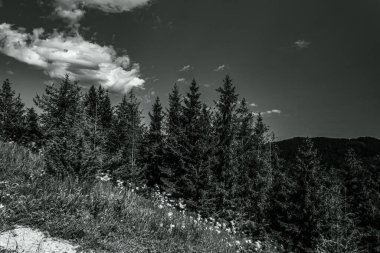 Tepedeki siyah beyaz bir ağacın dikey görüntüsü.