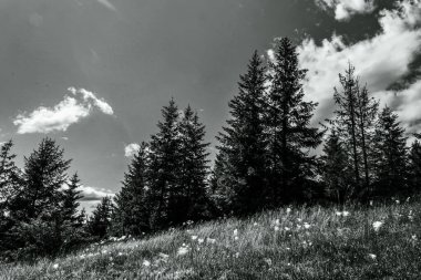 Siyah ve beyaz bulutlar ve ormanda mavi gökyüzü. Karpatlar