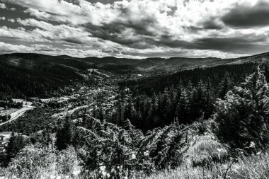 Yazın ormandaki bir yolun siyah beyaz fotoğrafı.