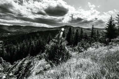 Ormanın arka planında bir ağacın olduğu bir dağ manzarasının siyah beyaz fotoğrafı.