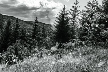 Dağlardaki ormanın güzel bir görüntüsü.