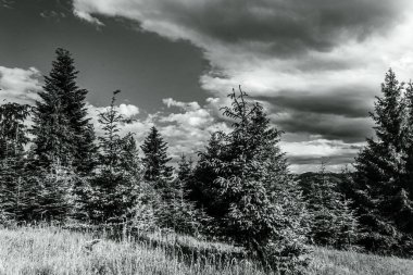 Dağlardaki güzel orman