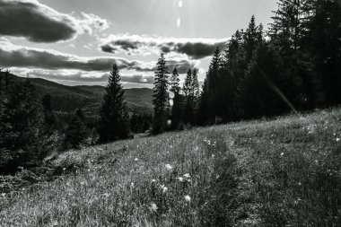 Yazın ağaçlı ve çimenli siyah beyaz bir fotoğraf.