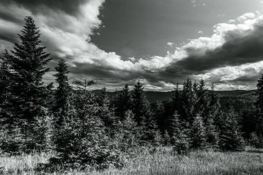 bir çam ormanının siyah beyaz fotoğrafı