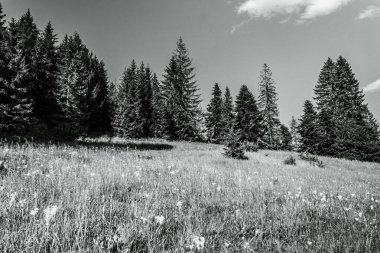 Dağ manzarasının siyah ve beyaz görüntüsü.