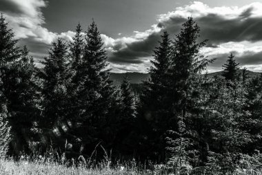 Dağlardaki güzel dağ ormanları