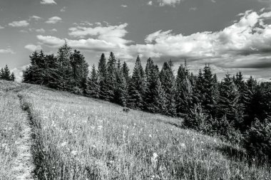 Ağacı ve bulutlu gökyüzü olan güzel bir manzara.