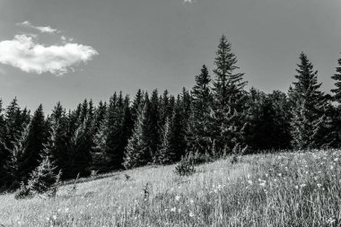 Ormandaki ağaçlarla kaplı siyah beyaz bir manzara.