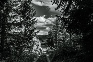 Ormandaki bir yolun siyah beyaz fotoğrafı.