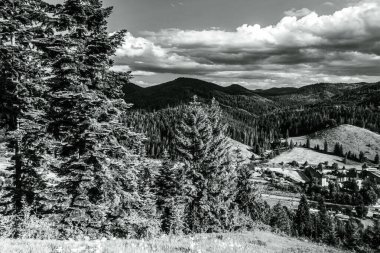 Dağlardaki çam ağaçlarının siyah beyaz fotoğrafı