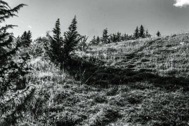 Ormandaki Karpat Dağlarının güzel manzarası