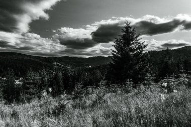 Bir tarlada siyah beyaz ağaçların güzel bir görüntüsü.