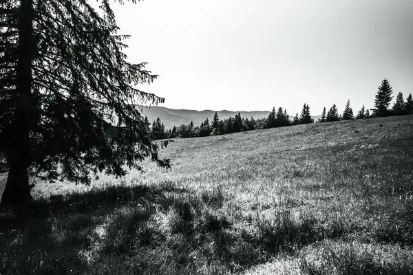 Ağaçlar ve ormanlarla dolu güzel bir manzara.