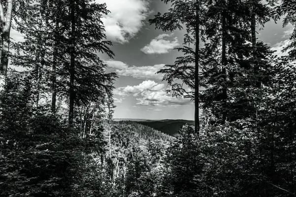 Yazın Ukrayna 'daki Karpatlar' ın güzel ormanları.