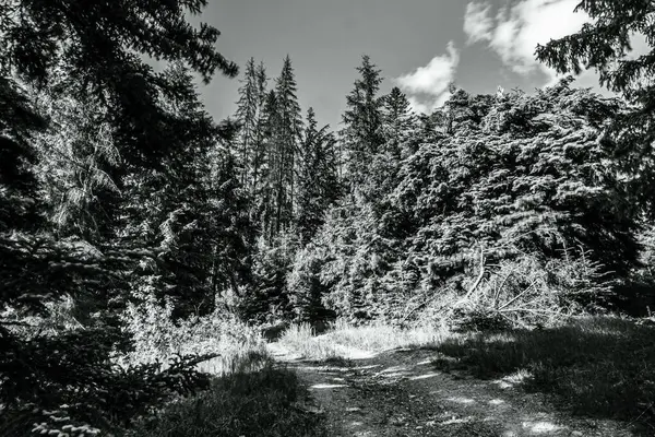 Ormandaki çam ağaçlarının siyah beyaz fotoğrafı