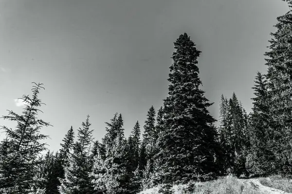 Dağlardaki ormanın güzel manzarası