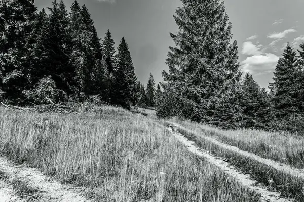 Dağlardaki bir yolun siyah beyaz fotoğrafı. yüksek kaliteli fotoğraf