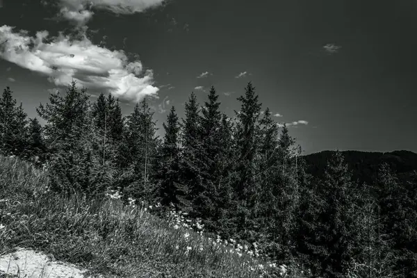 Tepedeki siyah beyaz bir ağacın dikey görüntüsü.