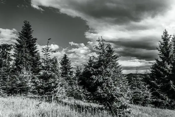 Dağlardaki güzel orman